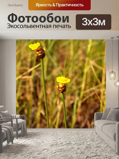Фотообои Цветки одичалые Стоковая Фотография