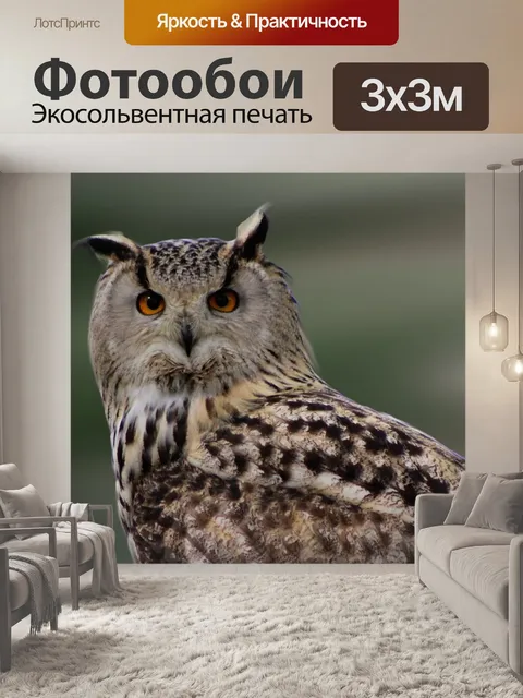 Фотообои Сова
