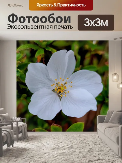 Фотообои Цветок