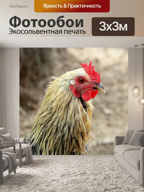 Фотообои Необычные куриные крупным планом
