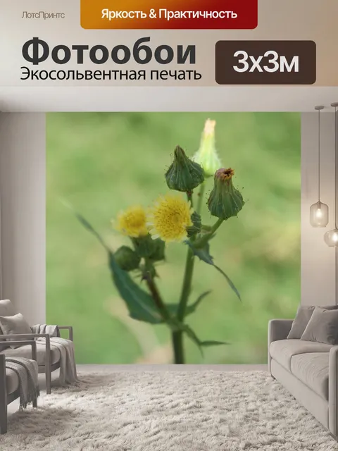 Фотообои Цветы