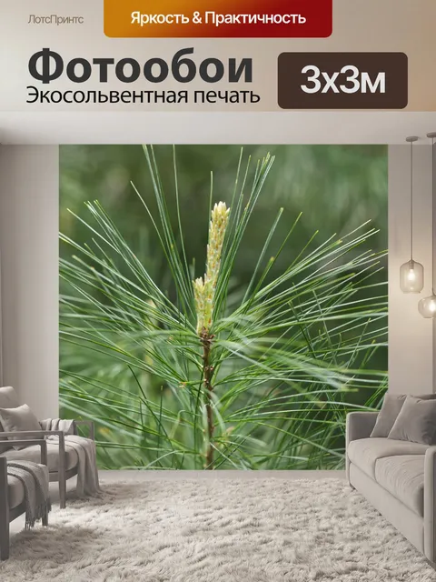 Фотообои Сосновая хвоя