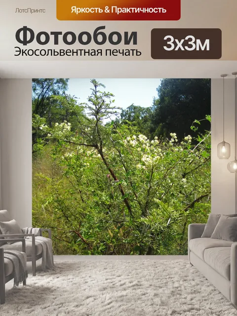 Фотообои Дикий белый цветок, несущий кустарник