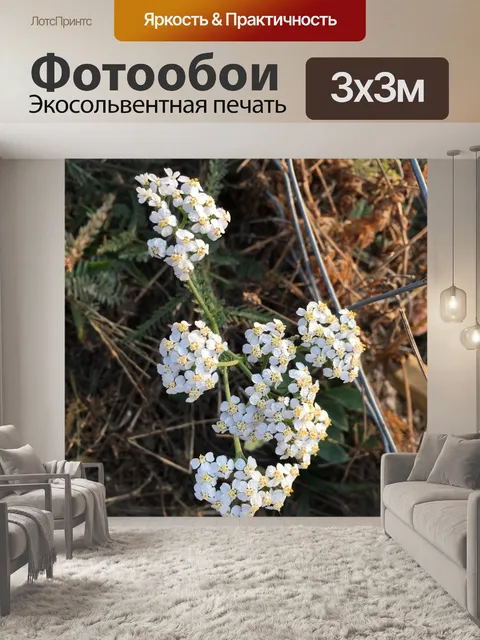 Фотообои Полевые цветы