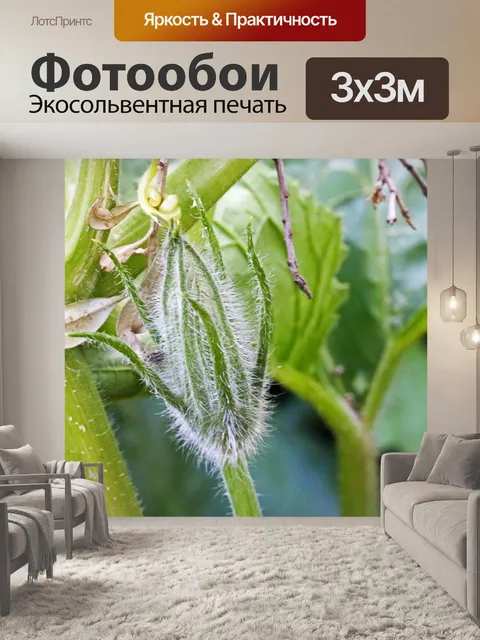 Фотообои цветок тыквы на ранней стадии бутонов
