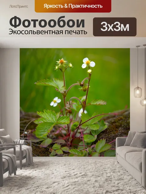 Фотообои Цветы дикой клубники