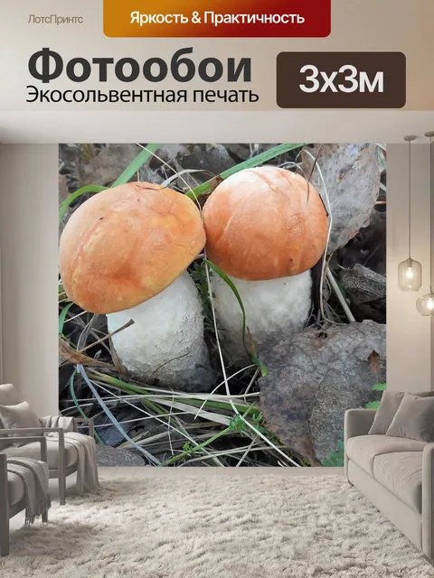 Фотообои Гриб