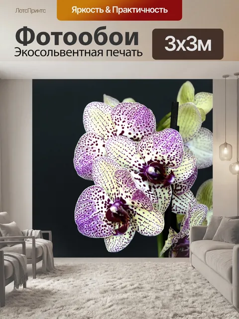 Фотообои Орхидеи