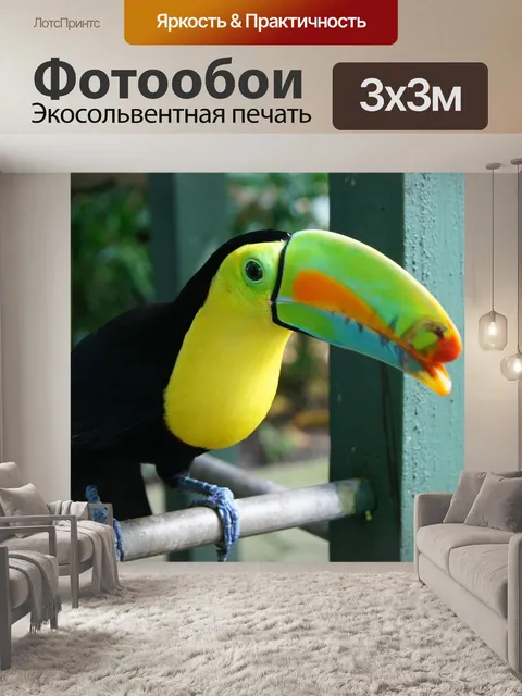 Фотообои Тукан
