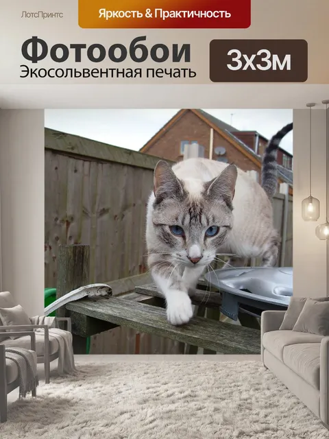Фотообои Кошка