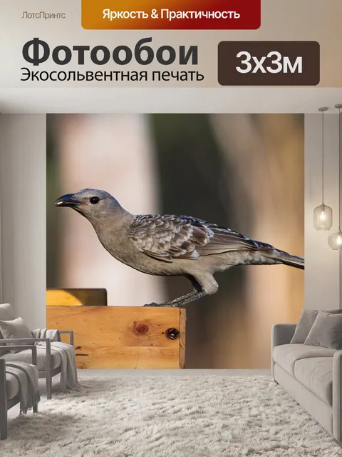 Фотообои Птицы