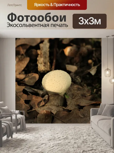 Фотообои Грибы в листьях