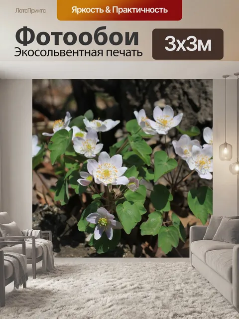 Фотообои Цветы