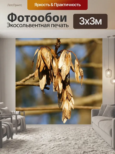 Фотообои Фрукты