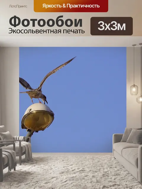 Фотообои Чайка