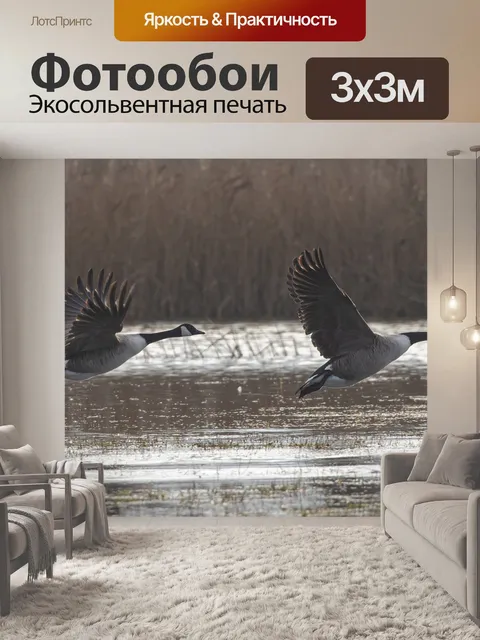 Фотообои Гуси
