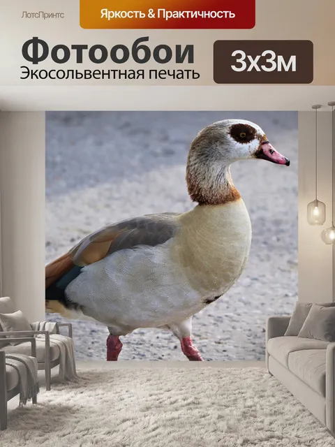 Фотообои Птица