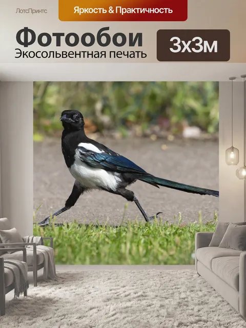 Фотообои Сорока