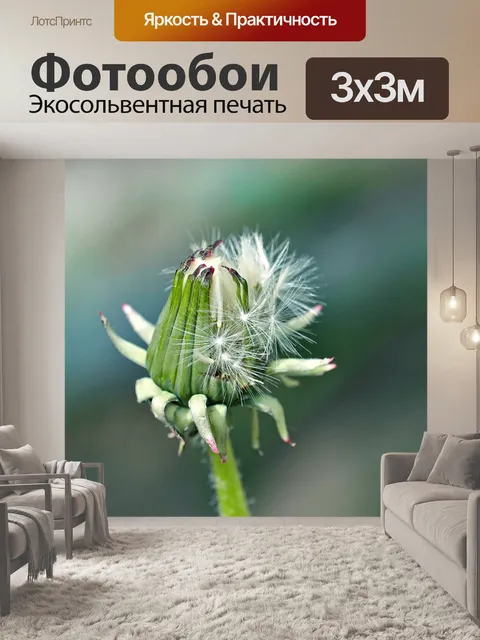 Фотообои Выводимость цветок одуванчика