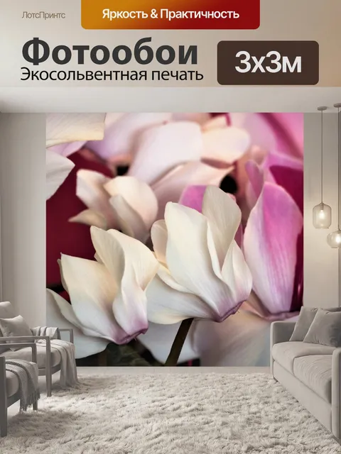 Фотообои Розовый Цикламен цветы крупным планом