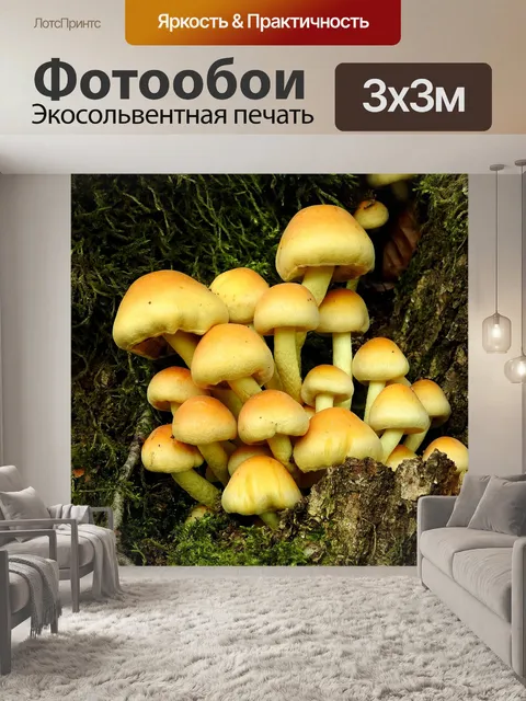 Фотообои Грибы