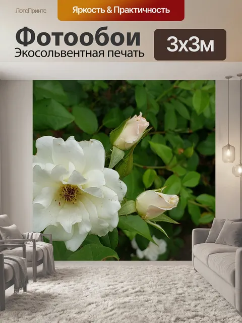 Фотообои белые розы