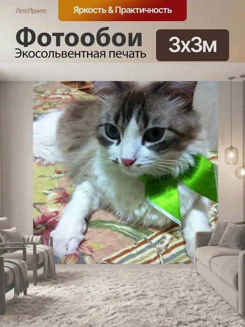 Фотообои Кошка