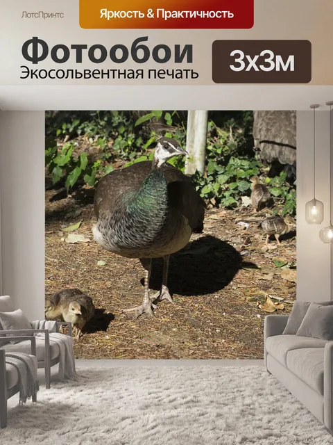 Фотообои Павлин