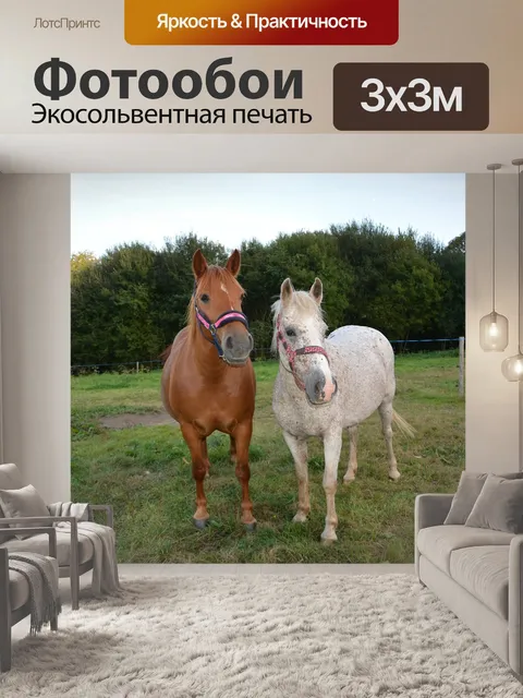 Фотообои Лошади