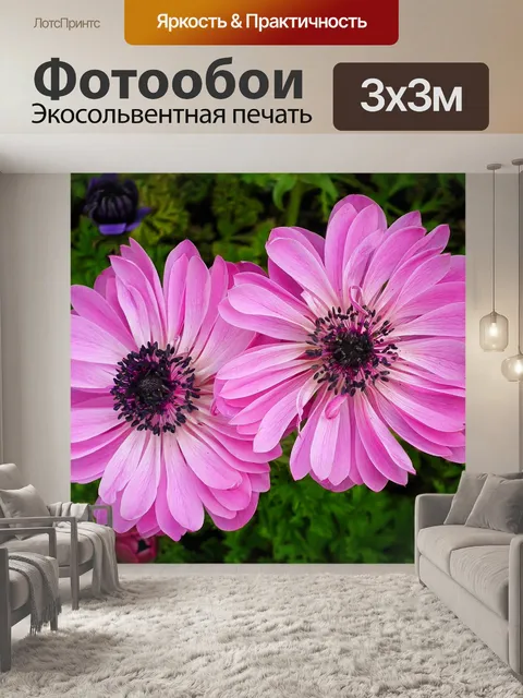 Фотообои Анемоны