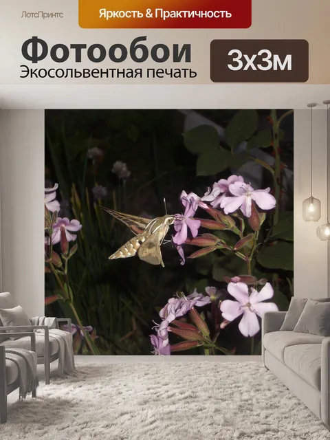 Фотообои Мотылек