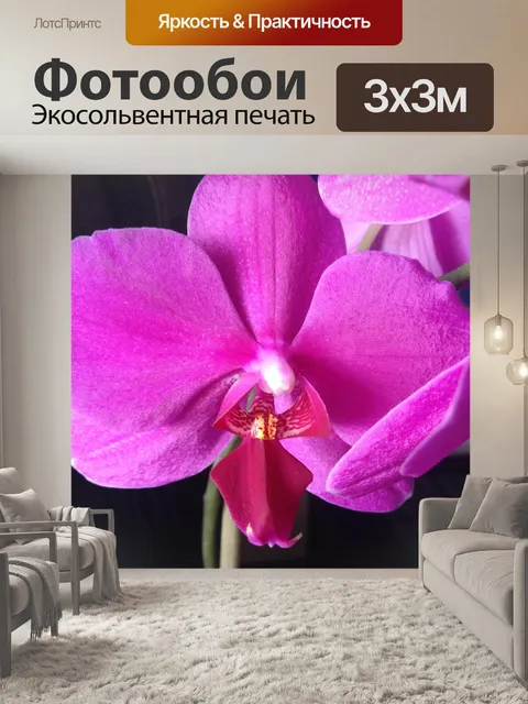 Фотообои Орхидея