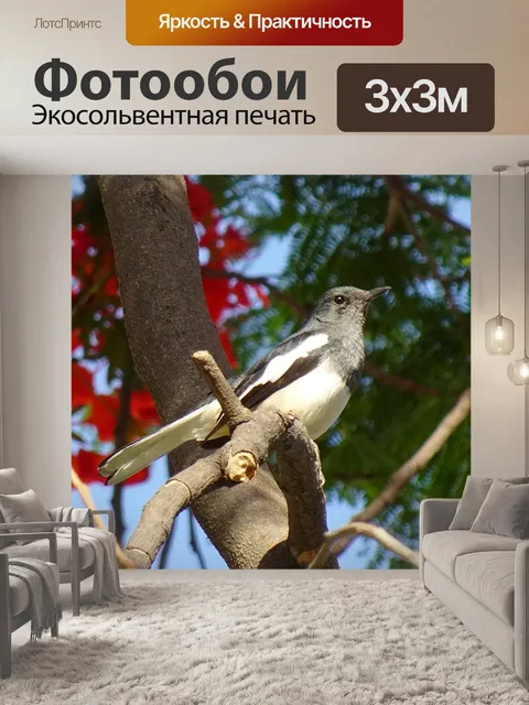 Фотообои Птица