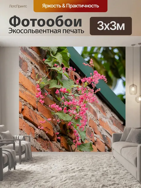 Фотообои Цветок орхидеи