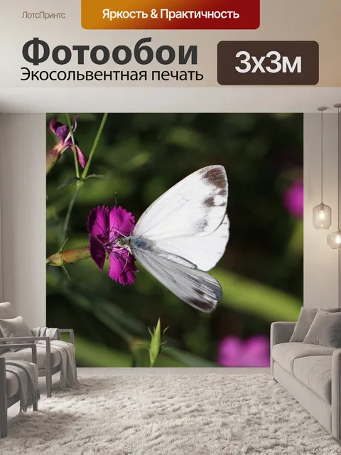 Фотообои Бабочка