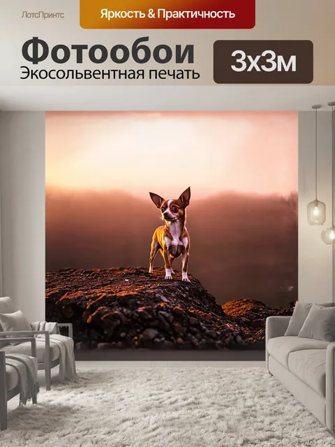 Фотообои чихуахуа, стоящая на вершине невысокой каменной возвышенности, смотрит вдаль на закат, заливающий мир…