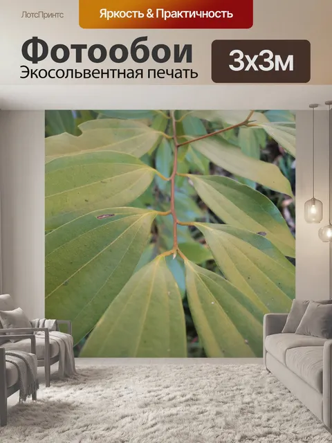 Фотообои Зеленые листья