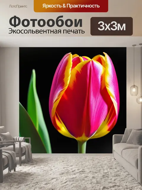 Фотообои тюльпан грация с ярким контрастом