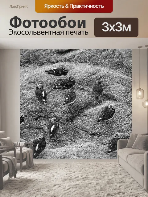Фотообои Птица спит на скалах