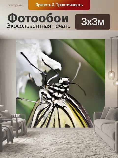 Фотообои Бабочка