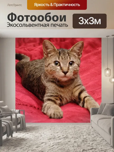 Фотообои Кошка