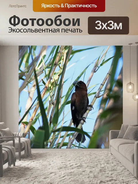 Фотообои Толстоклювый ткач сидит на тростнике