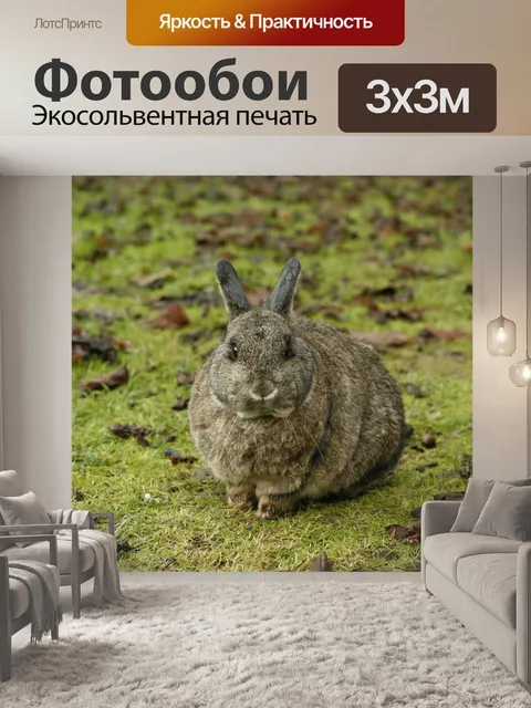 Фотообои Кролик