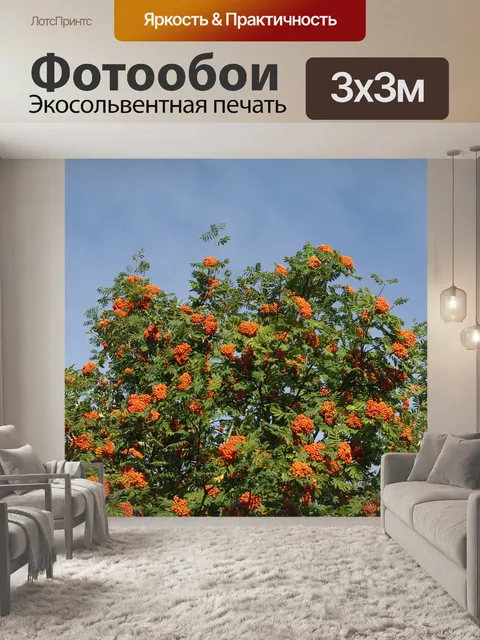 Фотообои Ягоды рябины