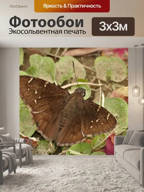 Фотообои Южный шкипер облачного крыла