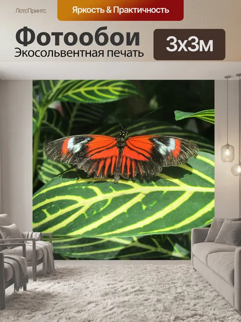 Фотообои Бабочка Любовь