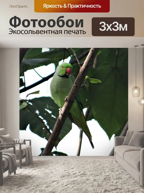 Фотообои Кольчатый попугай
