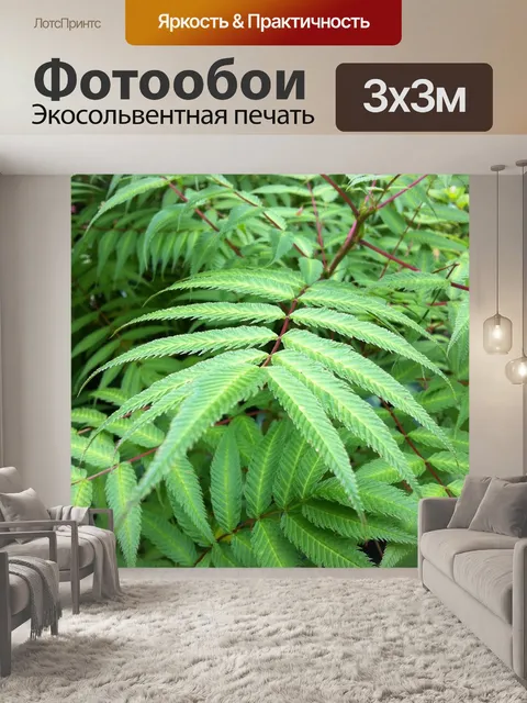 Фотообои Папоротник
