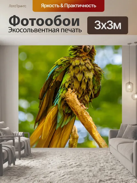 Фотообои Попугай-чистильщик