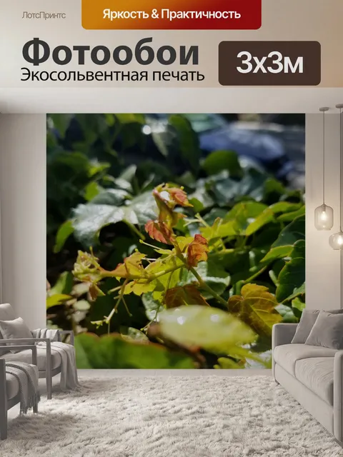 Фотообои Новый рост красного листа
